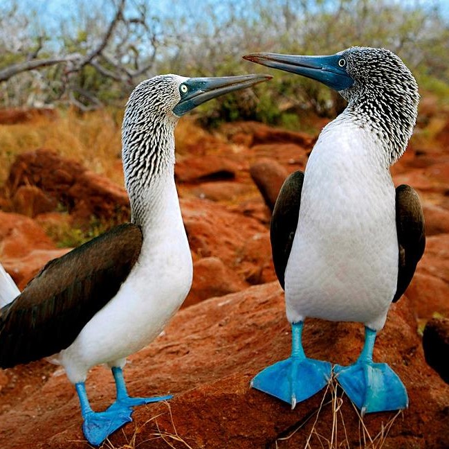 blue-footed boobies